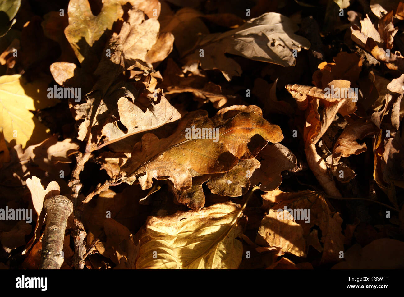 Autumn at Great Cornard Country Park, Sudbury, Suffolk Stock Photo Alamy