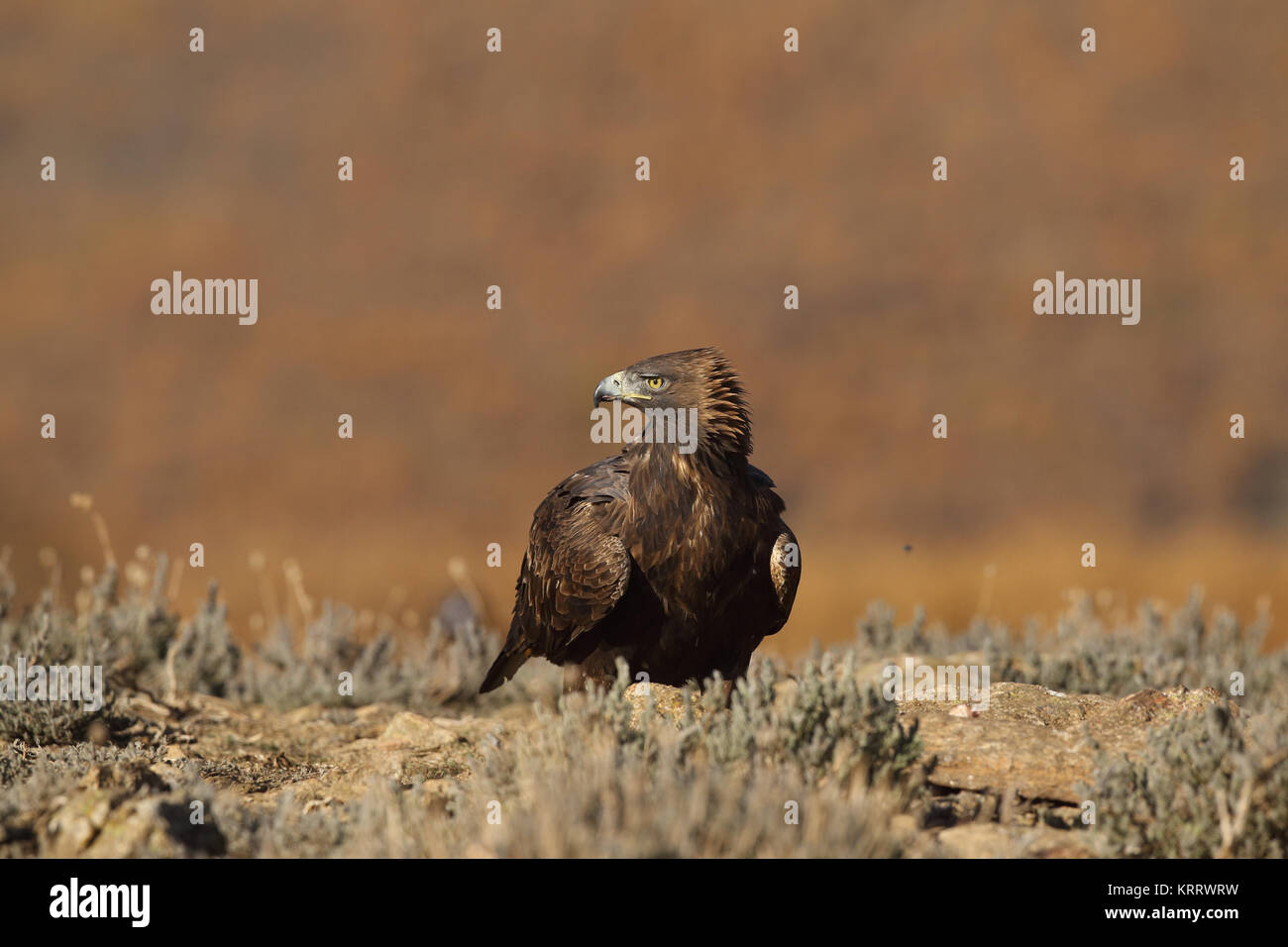 Golden eagle fly Stock Photo