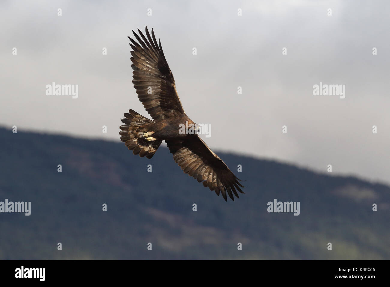 Golden eagle fly Stock Photo Alamy