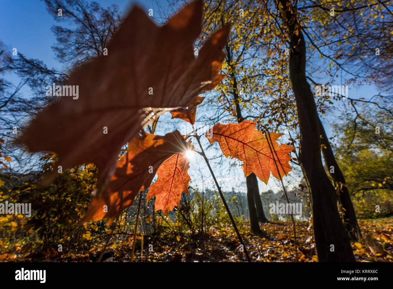 Tanzende Blätter im Herbst bei langer Belichtung, buntes Herbstlaub und deren Wanderung auf einem See, blauer Himmel und bunter Herbst am Wasser Stock Photo