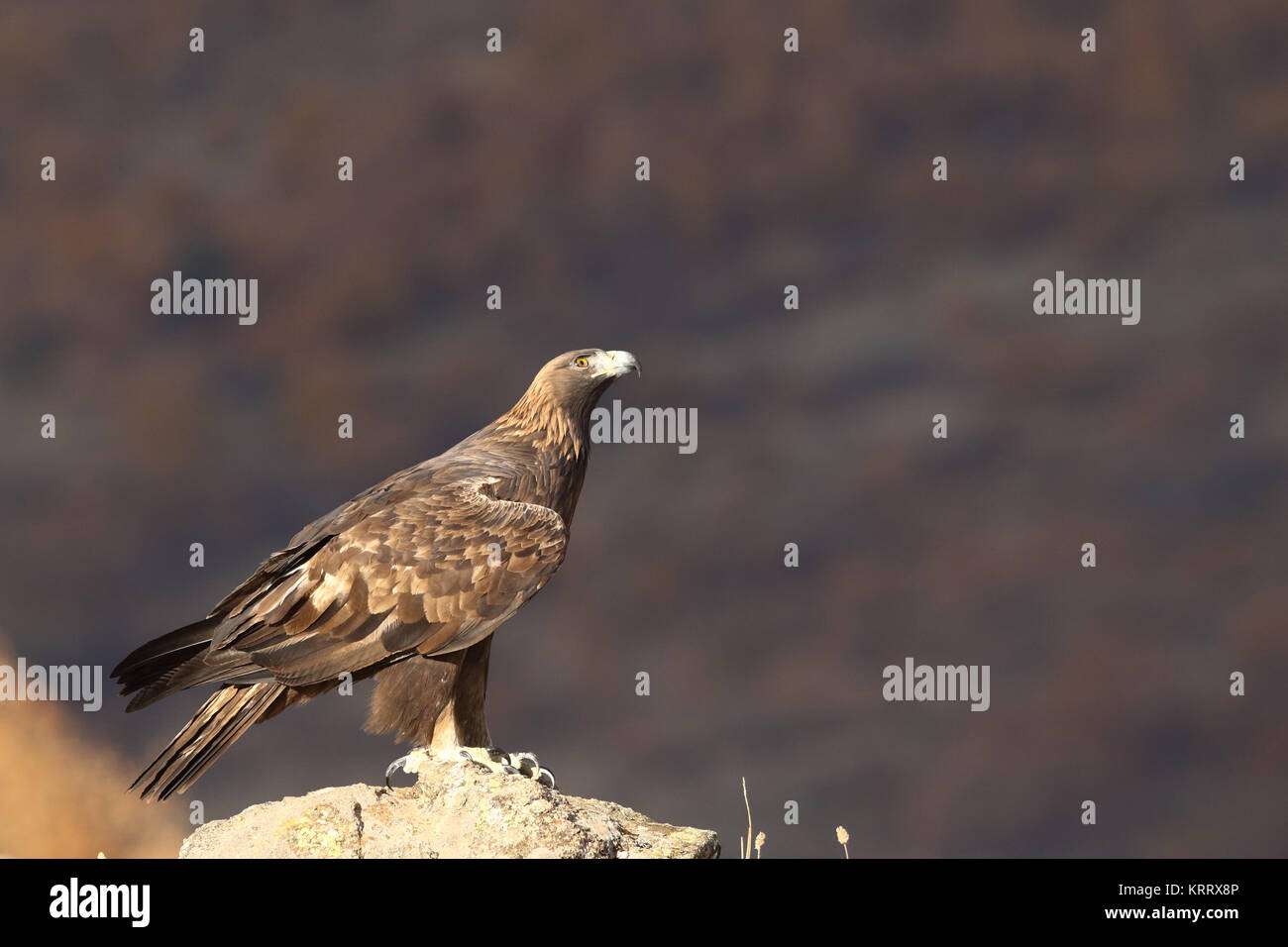 Golden eagle fly Stock Photo Alamy