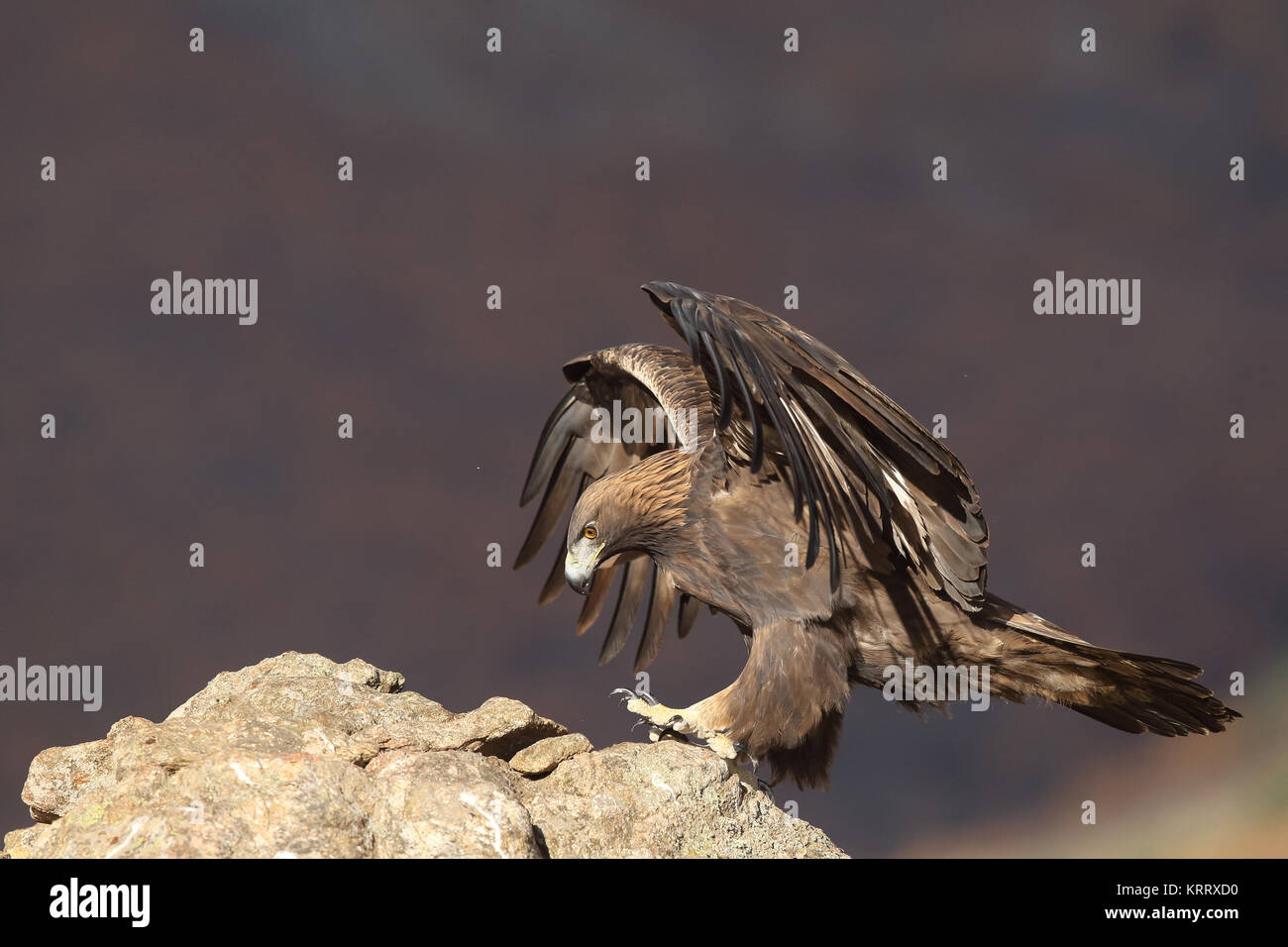 Golden eagle fly Stock Photo Alamy