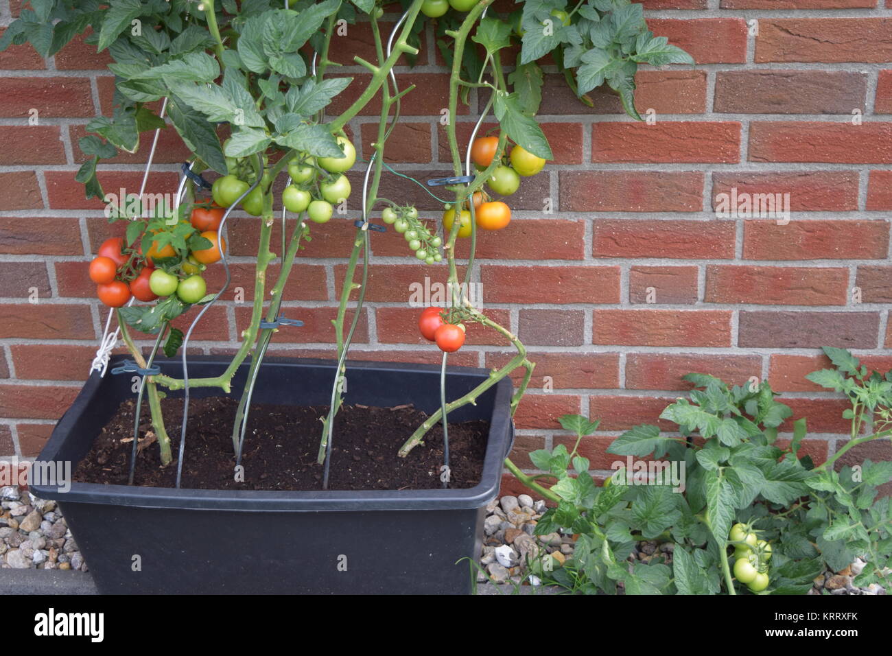 tomato plants in the bucket Stock Photo Alamy