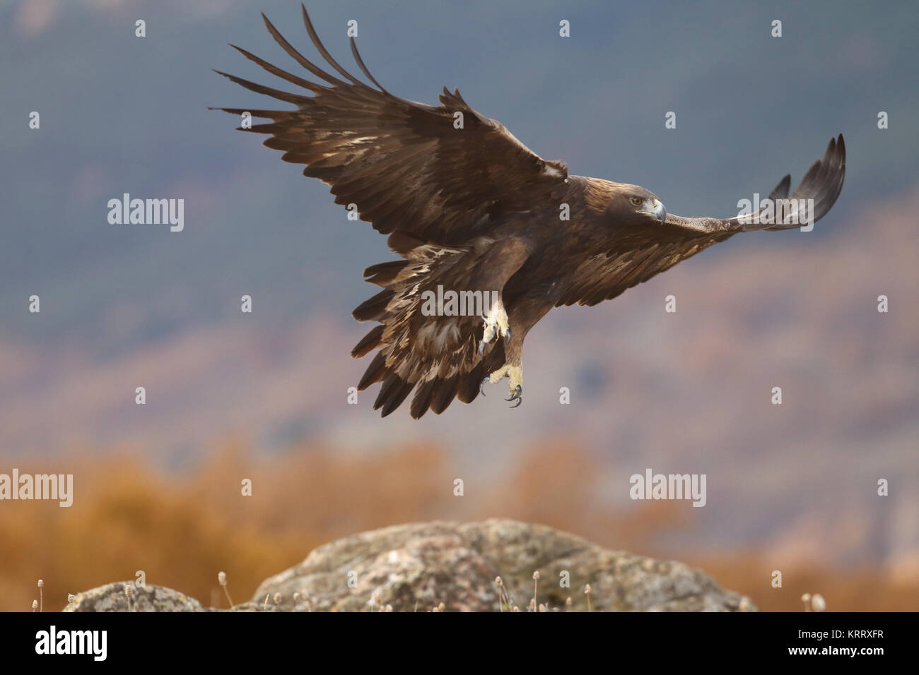 Golden Eagle Fly Stock Photo 169556123 Alamy