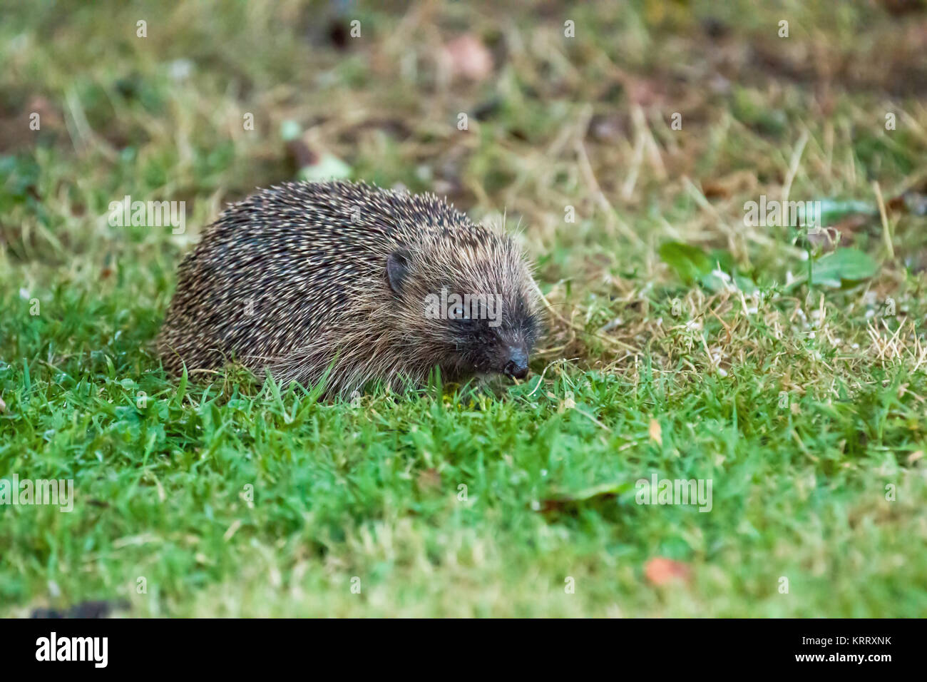 European Hedgehog Foraging in Garden at Dusk Stock Photo