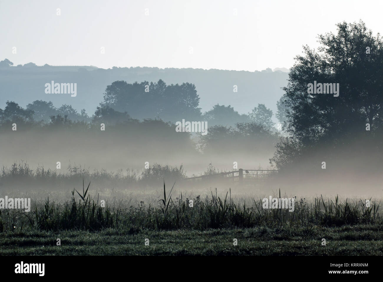 Meadow Mist  (NON FEEDING) main image 0