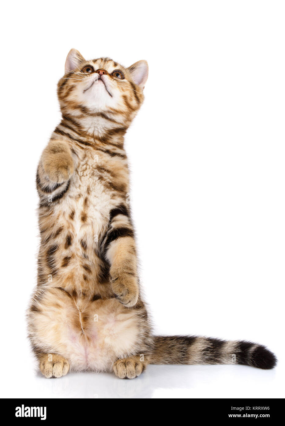 cat standing on his hind legs isolated Stock Photo Alamy