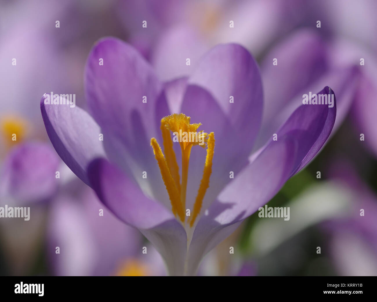 Blossoming violet crocus Stock Photo
