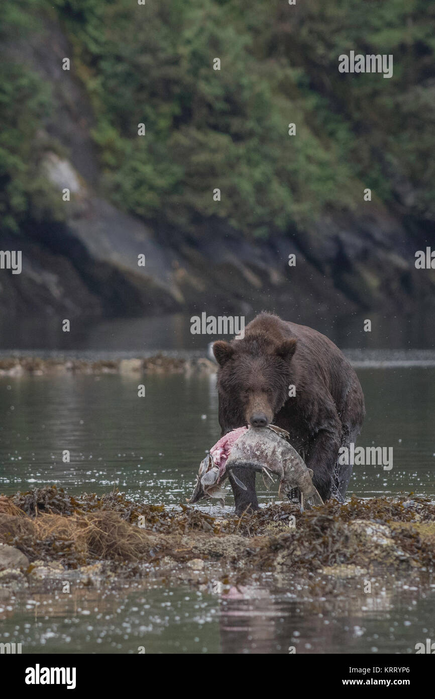 Grizzly bear carrying salmon Stock Photo