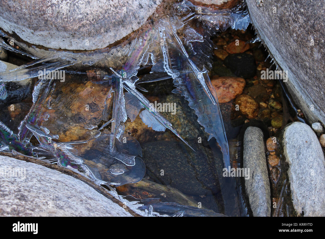 Shards of ice with iridescent sheen grow on river rocks. Stock Photo