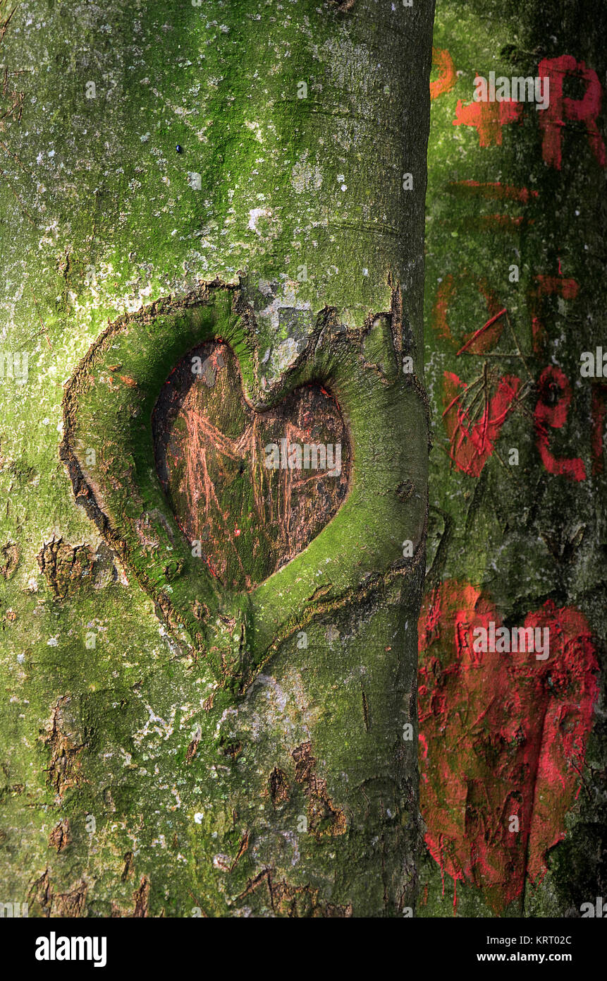 heart in the tree trunk Stock Photo