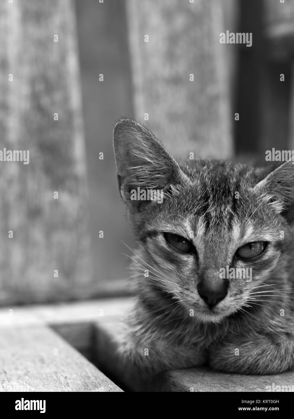 A GREY CAT Stock Photo