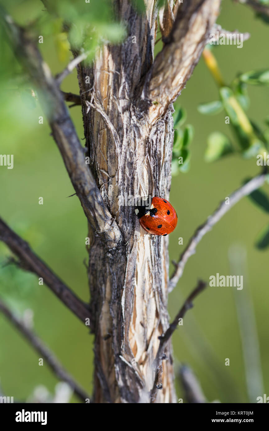 Ladybug photographed in their natural environment Stock Photo Alamy