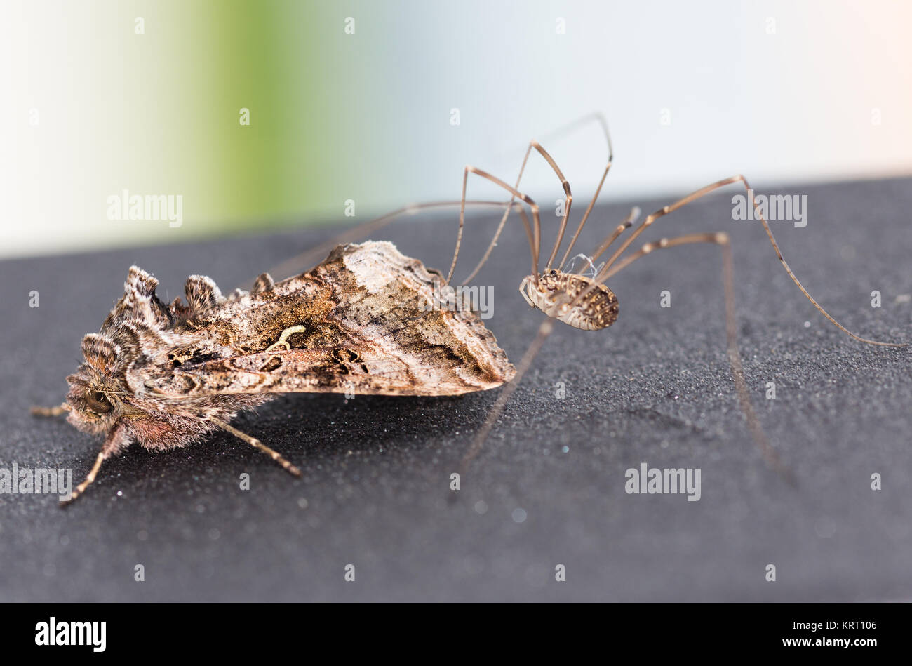 Moth is attacked by a spider. Stock Photo