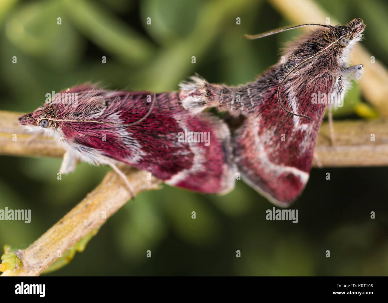 Insects photographed in their natural environment. Stock Photo