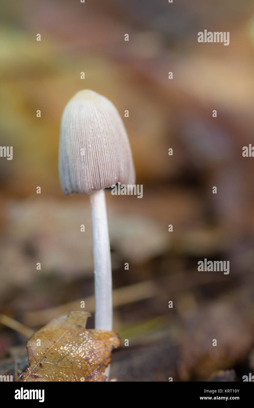 Mushroom photographed in a chestnut forest Stock Photo