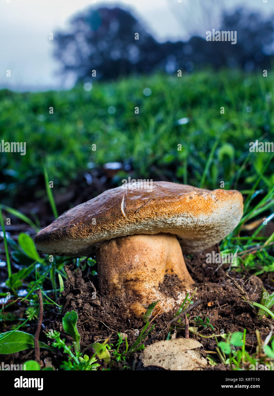 Boletus growing on a meadow in Extremadura. Spain. Stock Photo