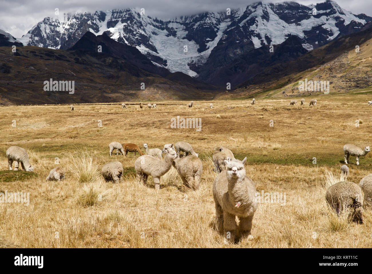 Wool producing animals hires stock photography and images Alamy