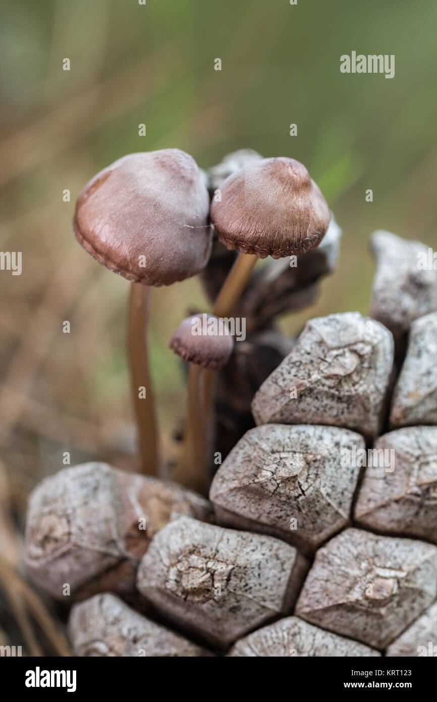 Three little mushrooms on pine cone. Stock Photo