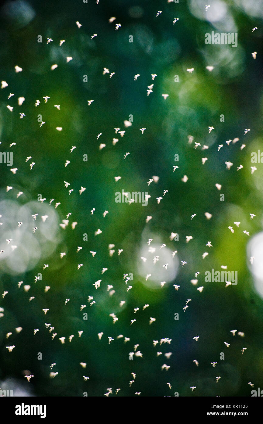 Dancing mosquito swarm in backlight. Stock Photo