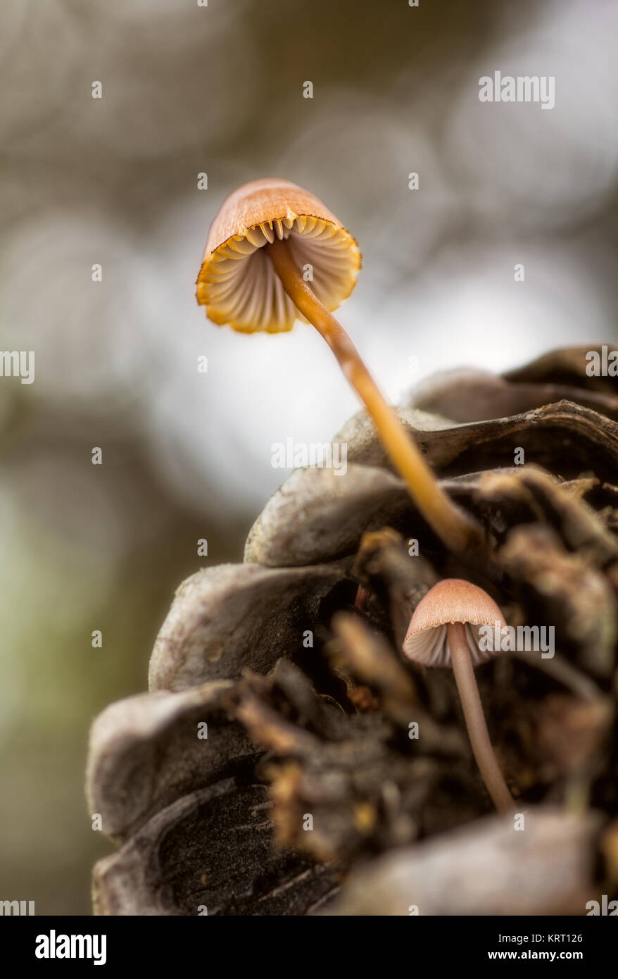 Two little mushrooms on pine cone. Stock Photo