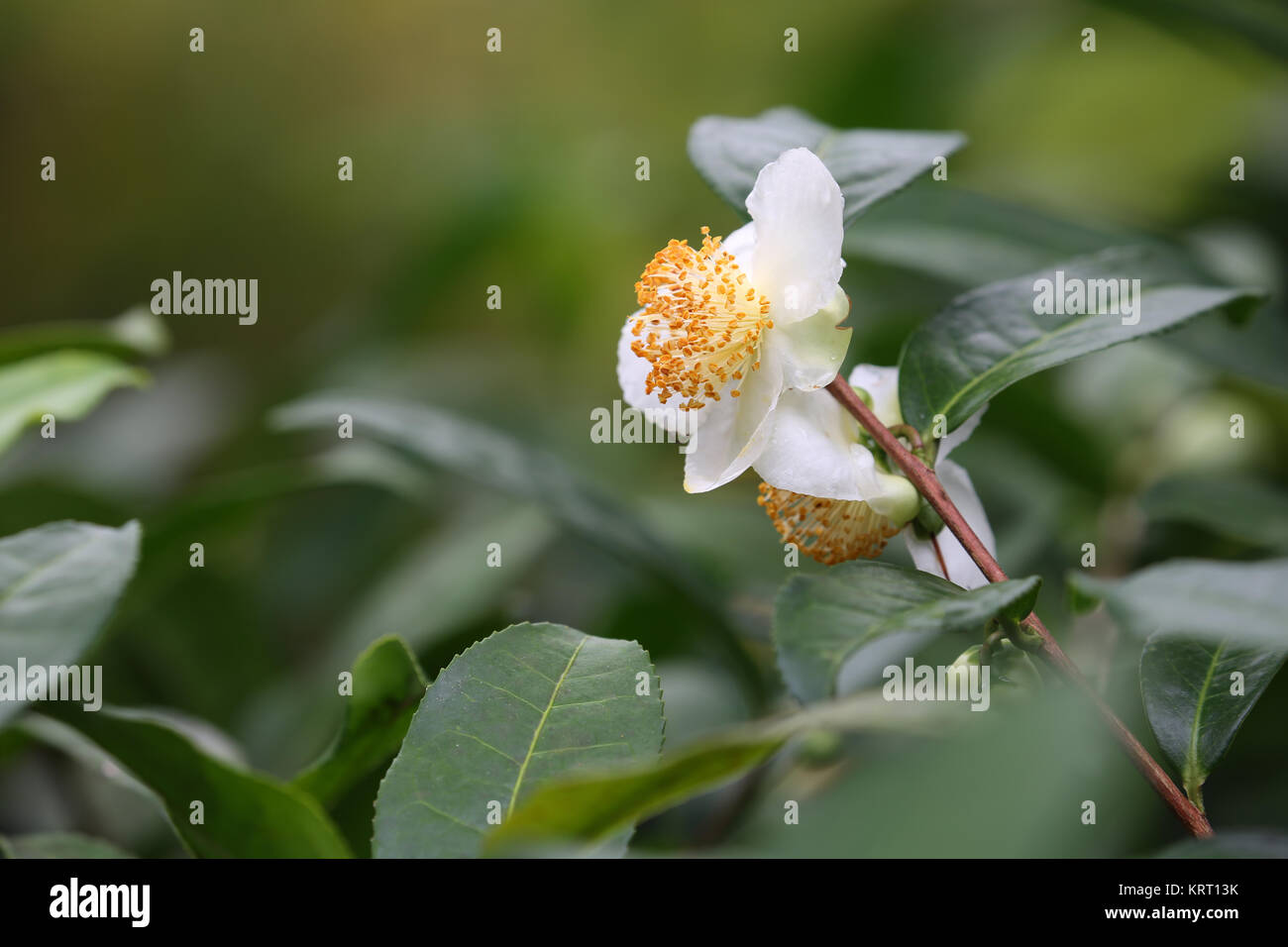 Camellia sinensis (tea) plant hires stock photography and images Alamy