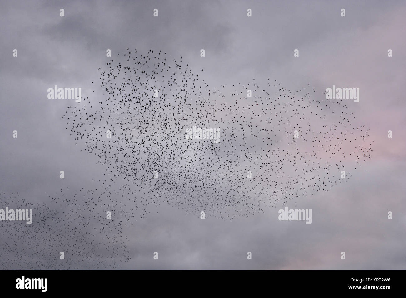 Murmuration of a flock of starlings at Ham Wall, Avalon Marshes, Somerset, England Stock Photo