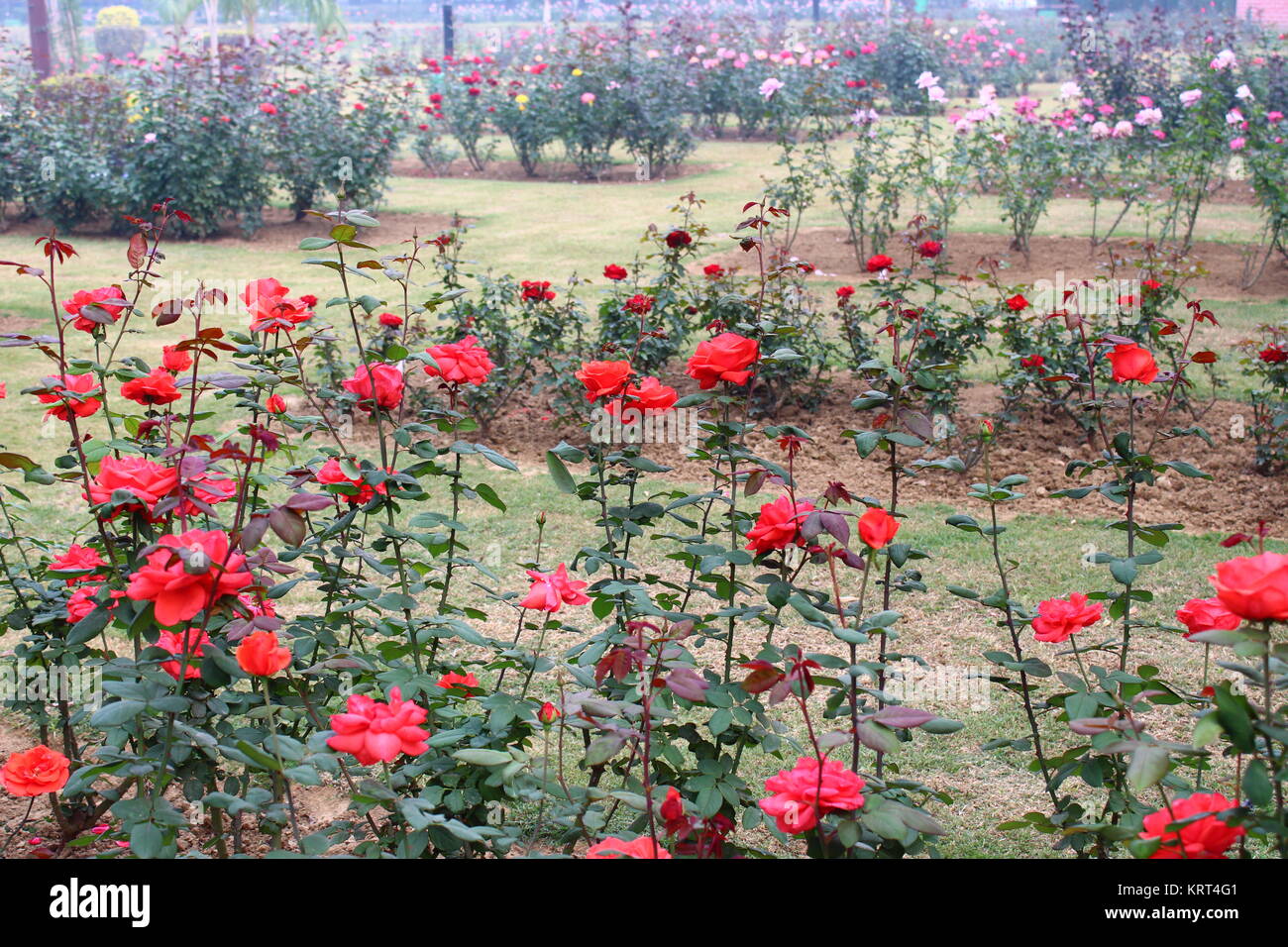 roses at national rose garden, new delhi, india stock photo