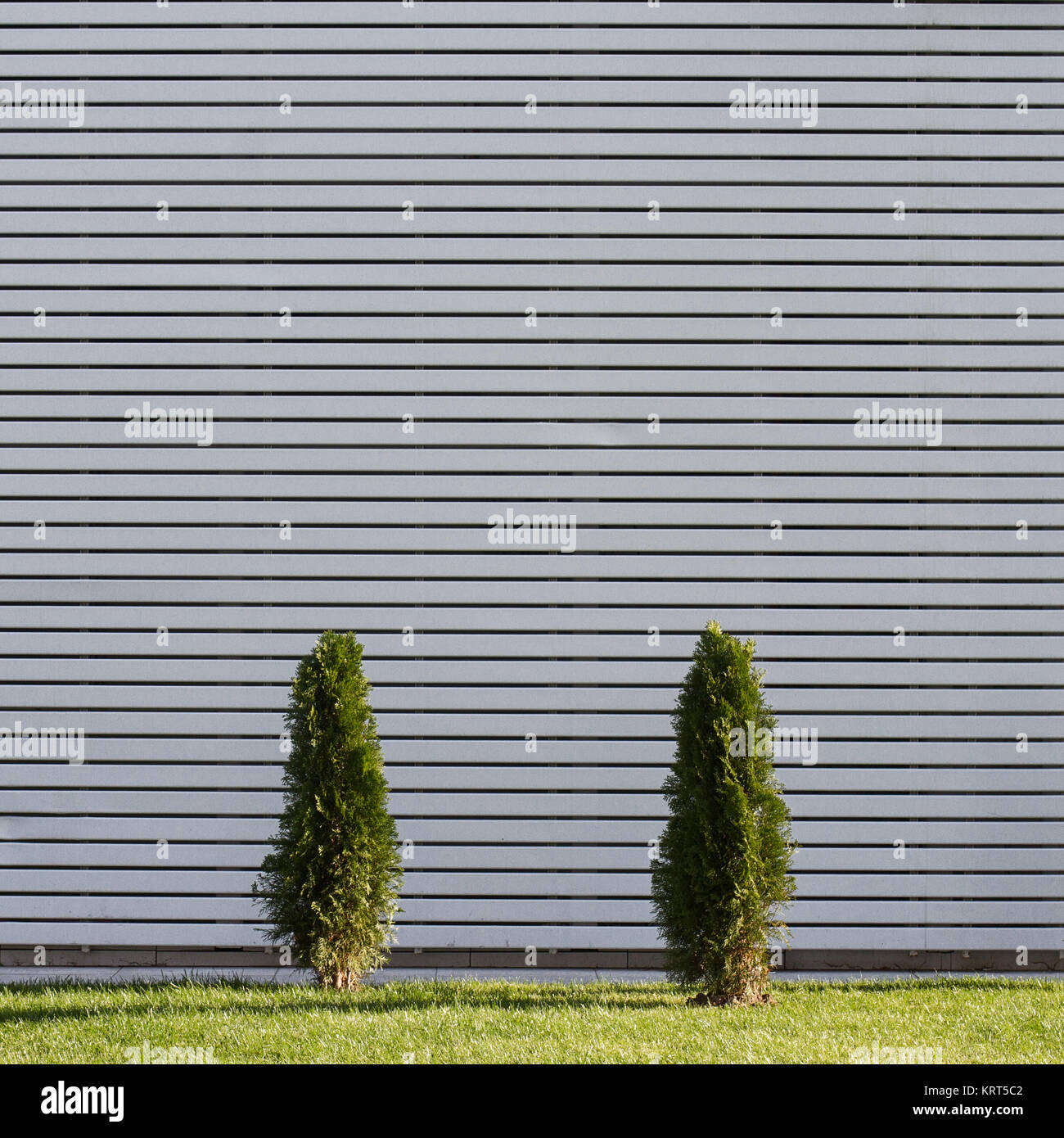 two small green trees with white wooden planks in the background Stock Photo