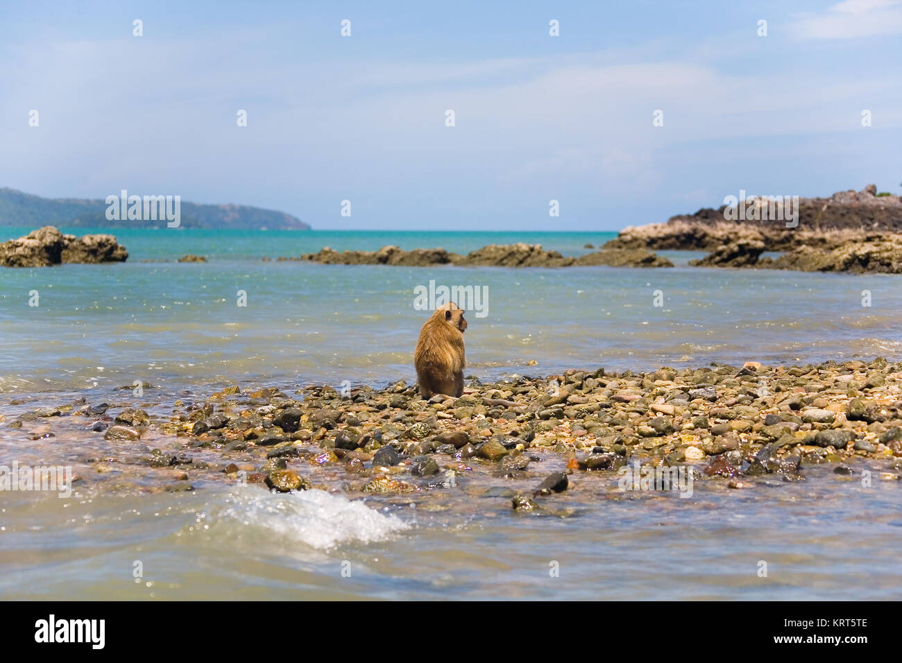 A lonely wild monkey sits on the shore of the ocean. Exotics. Stock Photo