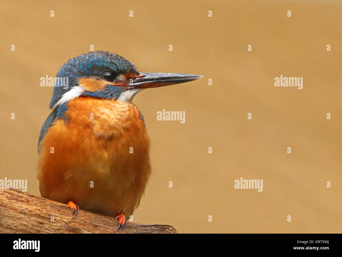 Kingfisher Alcedo atthis Stock Photo