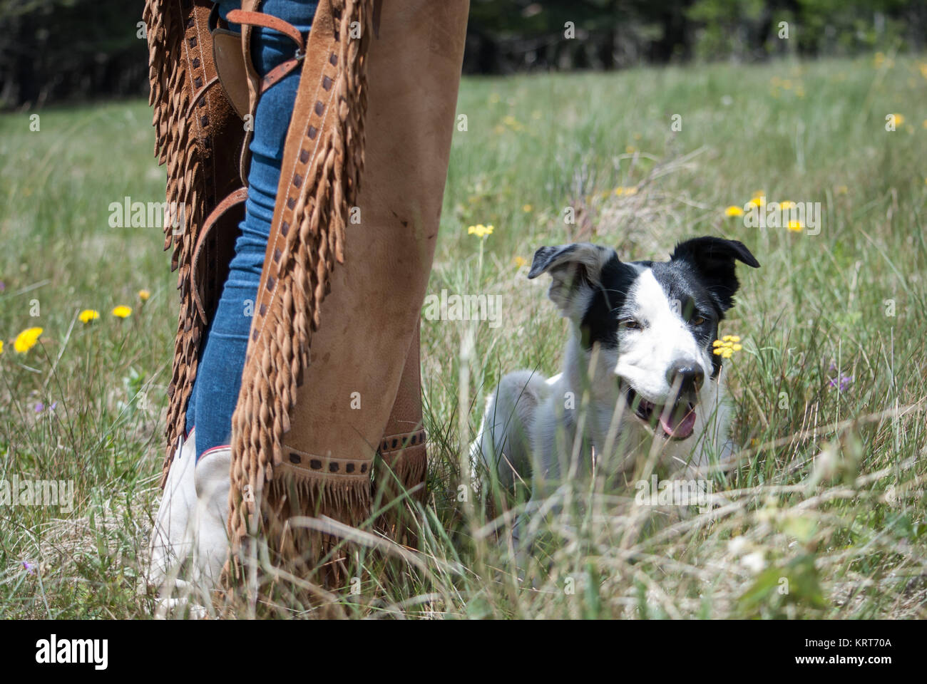 Dog With Cowgirl Stock Photo