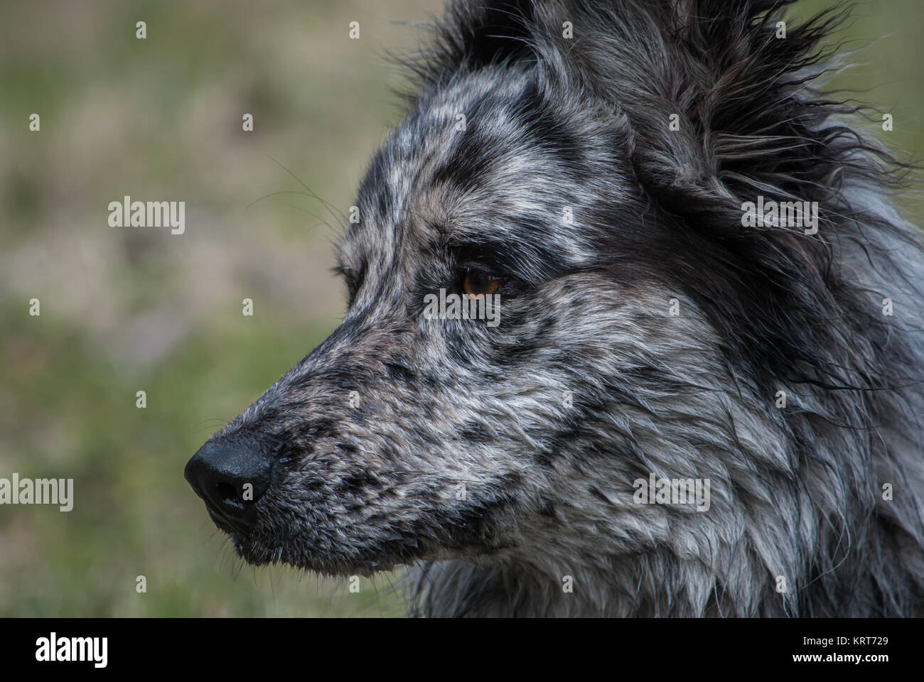 Speckled Dog Face Stock Photo