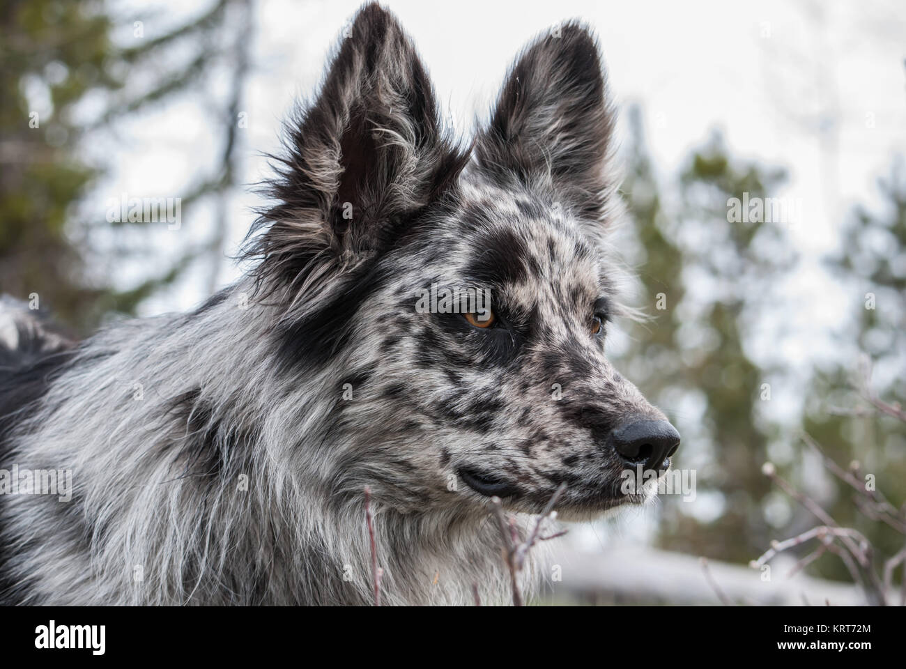 Blue Merle Dog At Attention Stock Photo