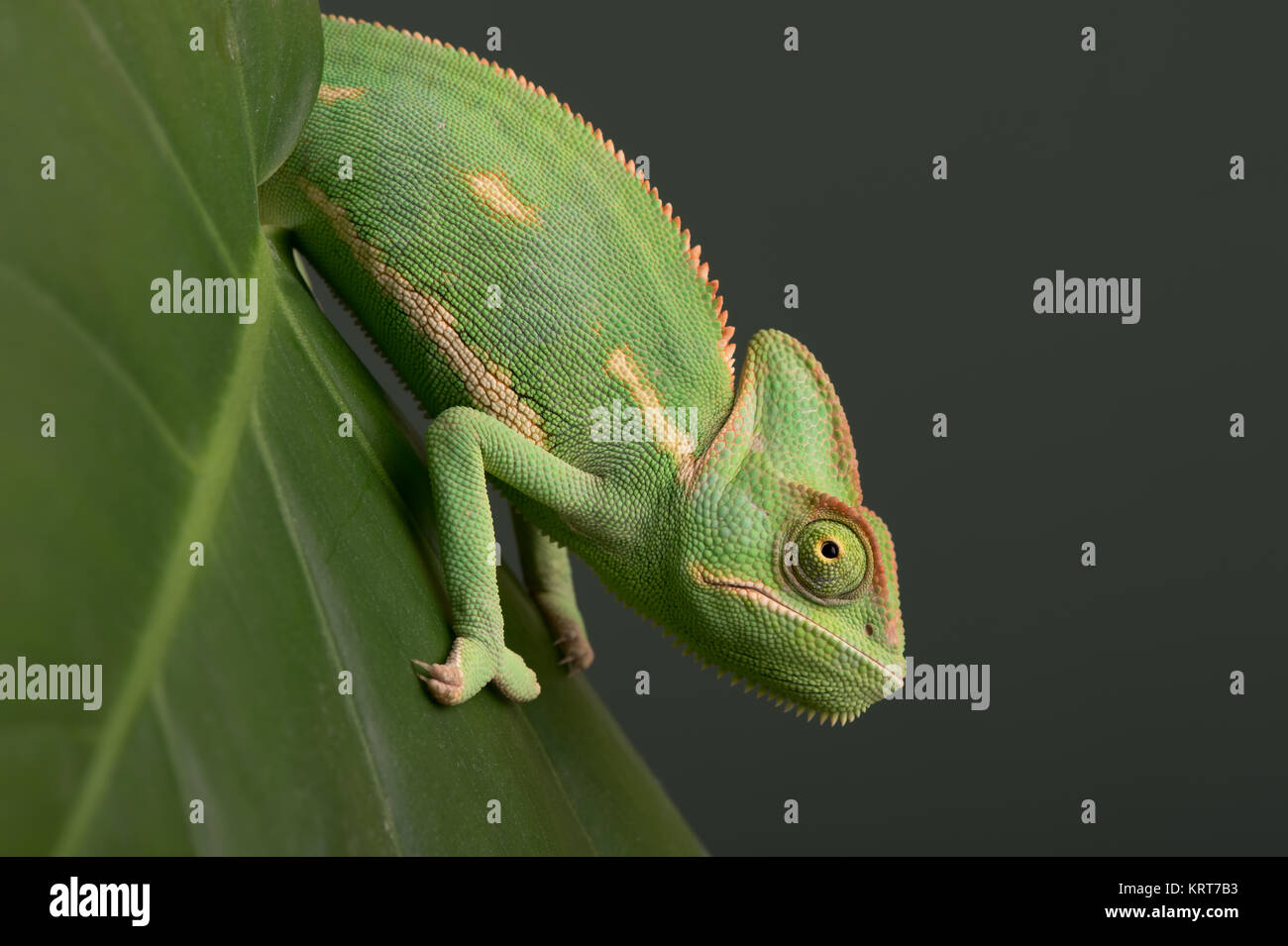Veiled Chameleon (Chamaeleo Calyptratus) on palm leaf against a green background Stock Photo