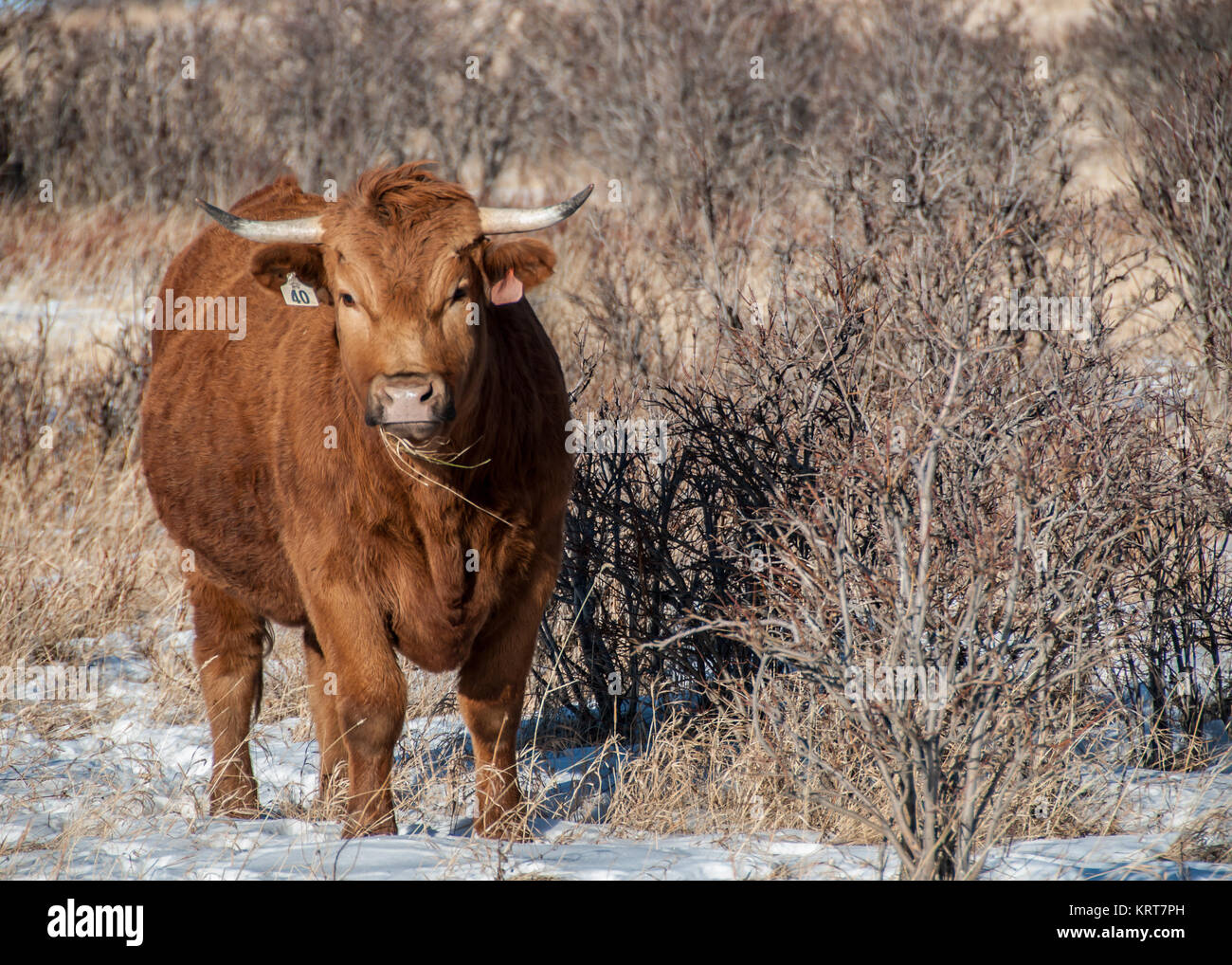 Winter Steer Stock Photo