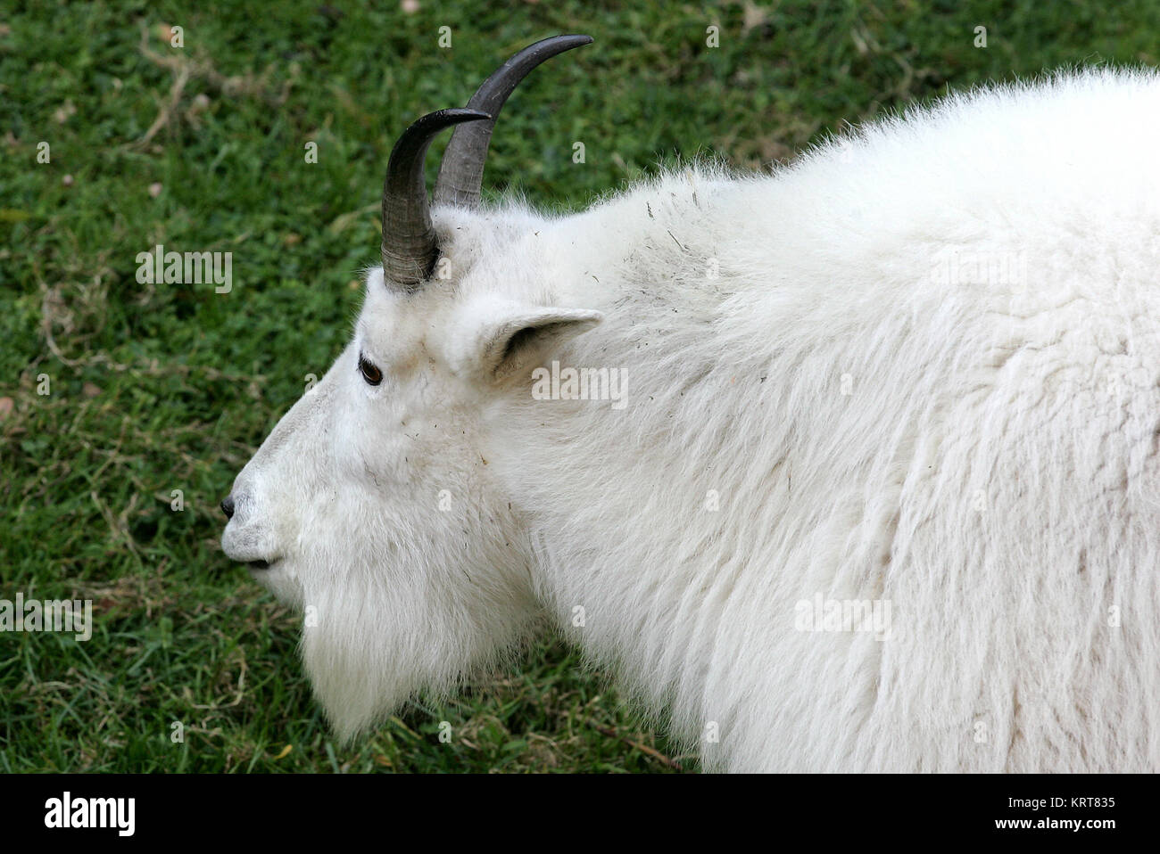 mountain goat Stock Photo