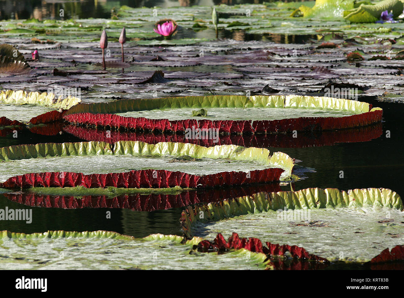 giant water lilies Stock Photo