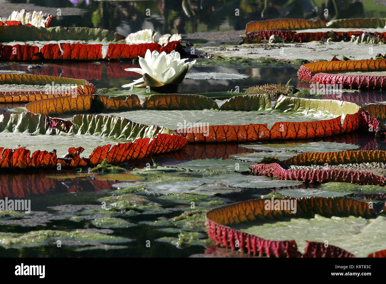 giant water lilies Stock Photo