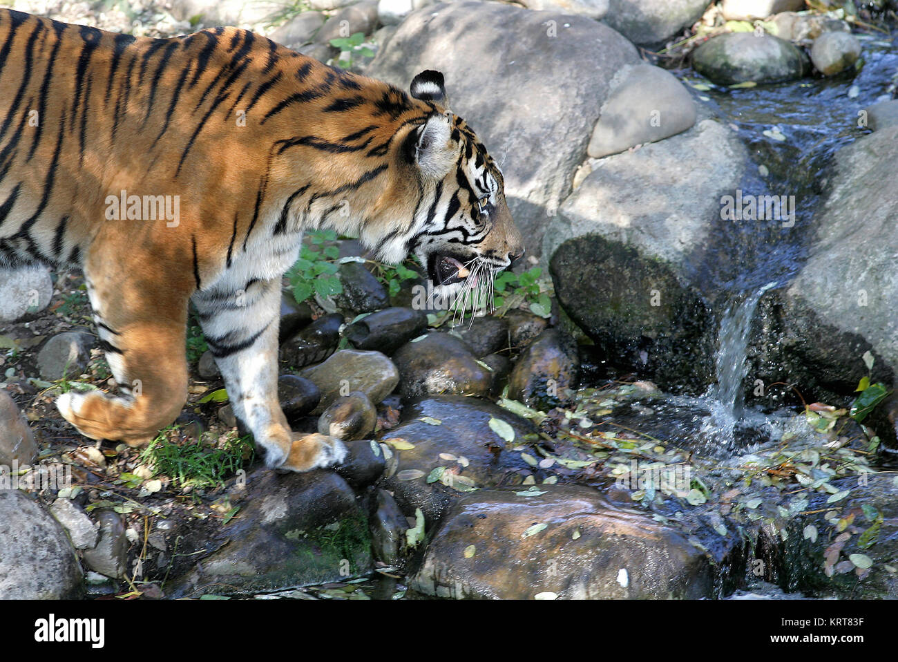 sumatran tiger Stock Photo
