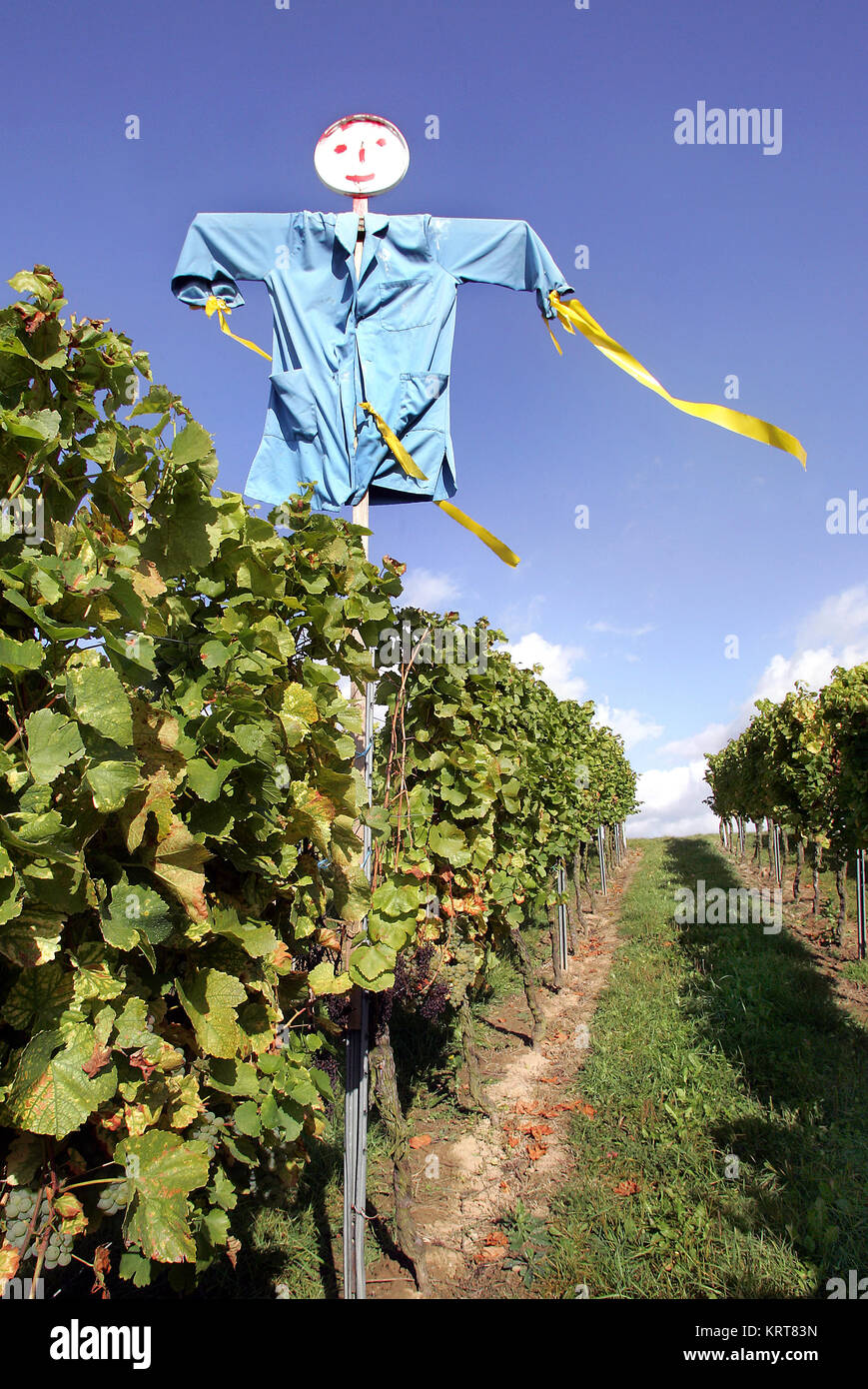 scarecrow Stock Photo