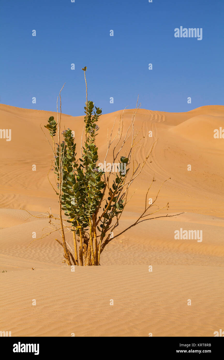 Arabian desert plant hi-res stock photography and images - Alamy