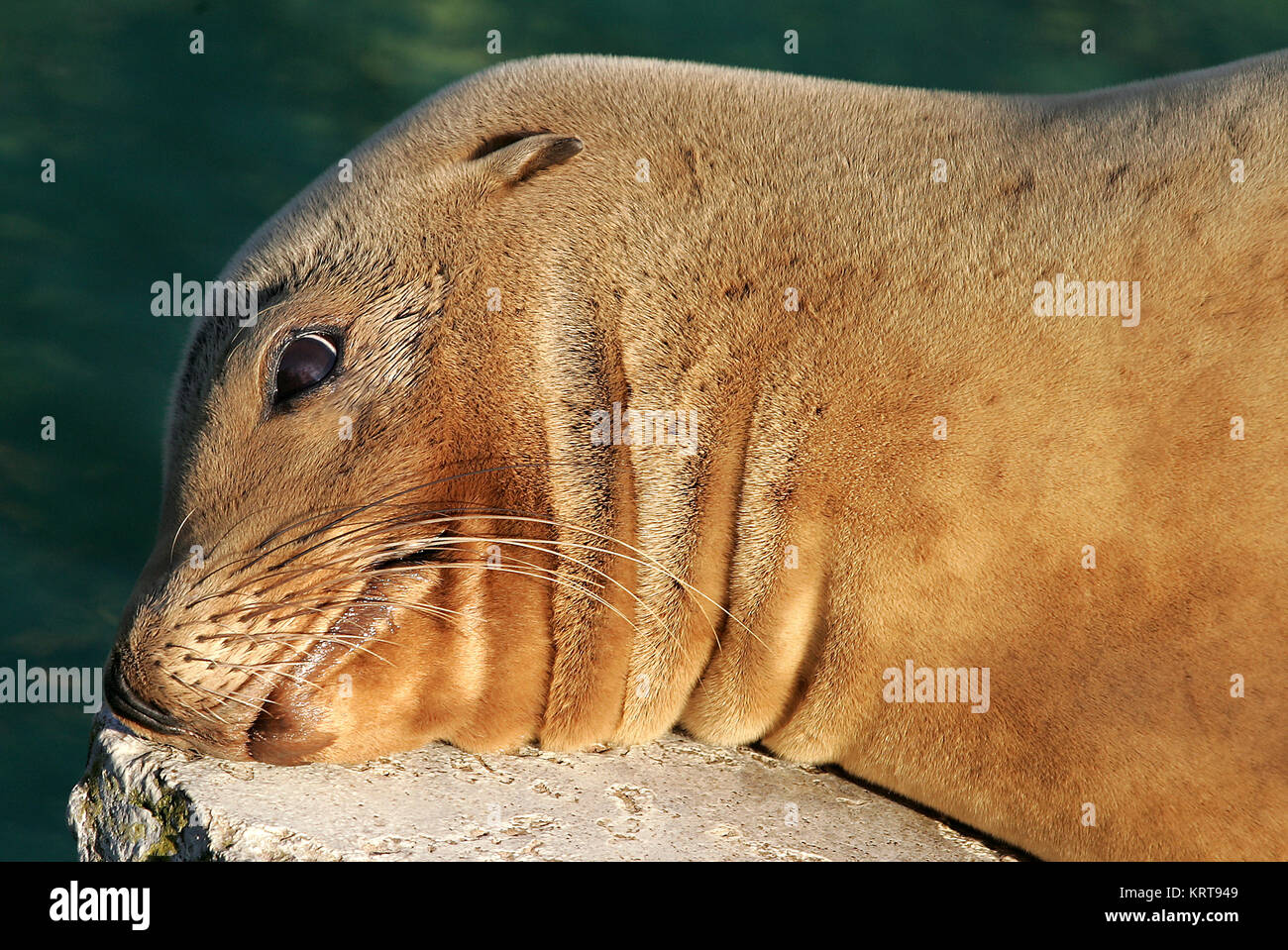 californian sea lion Stock Photo