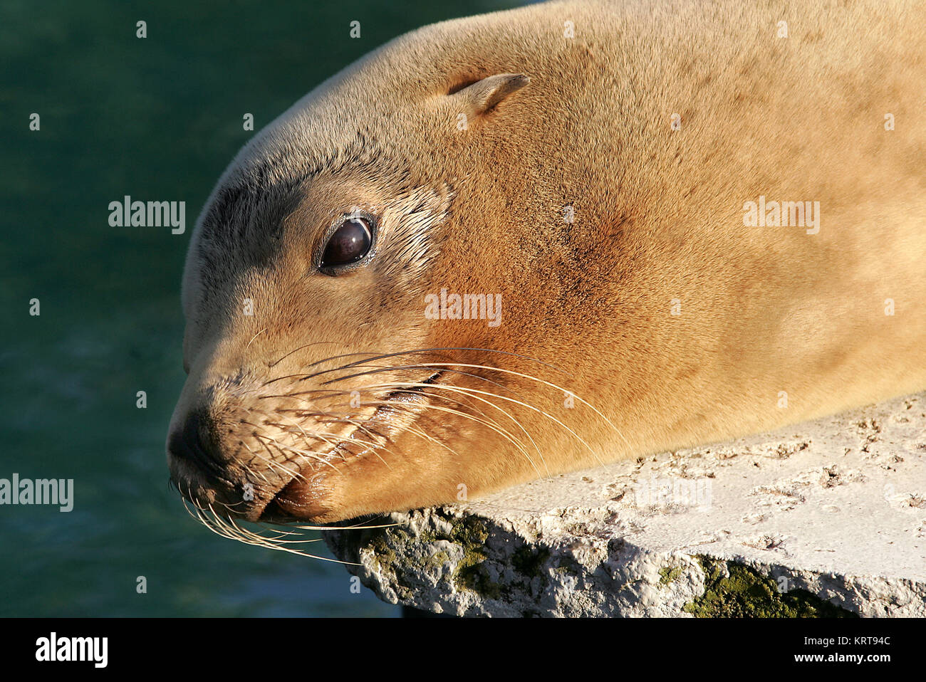 californian sea lion Stock Photo