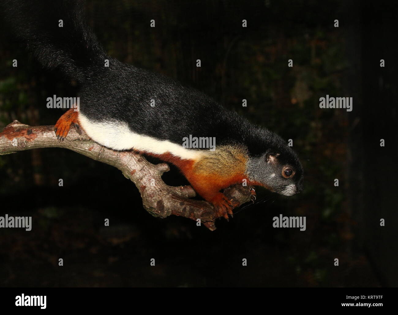 Prevost's squirrel (Callosciurus prevostii) a.k.a. Asian tri colored squirrel Stock Photo