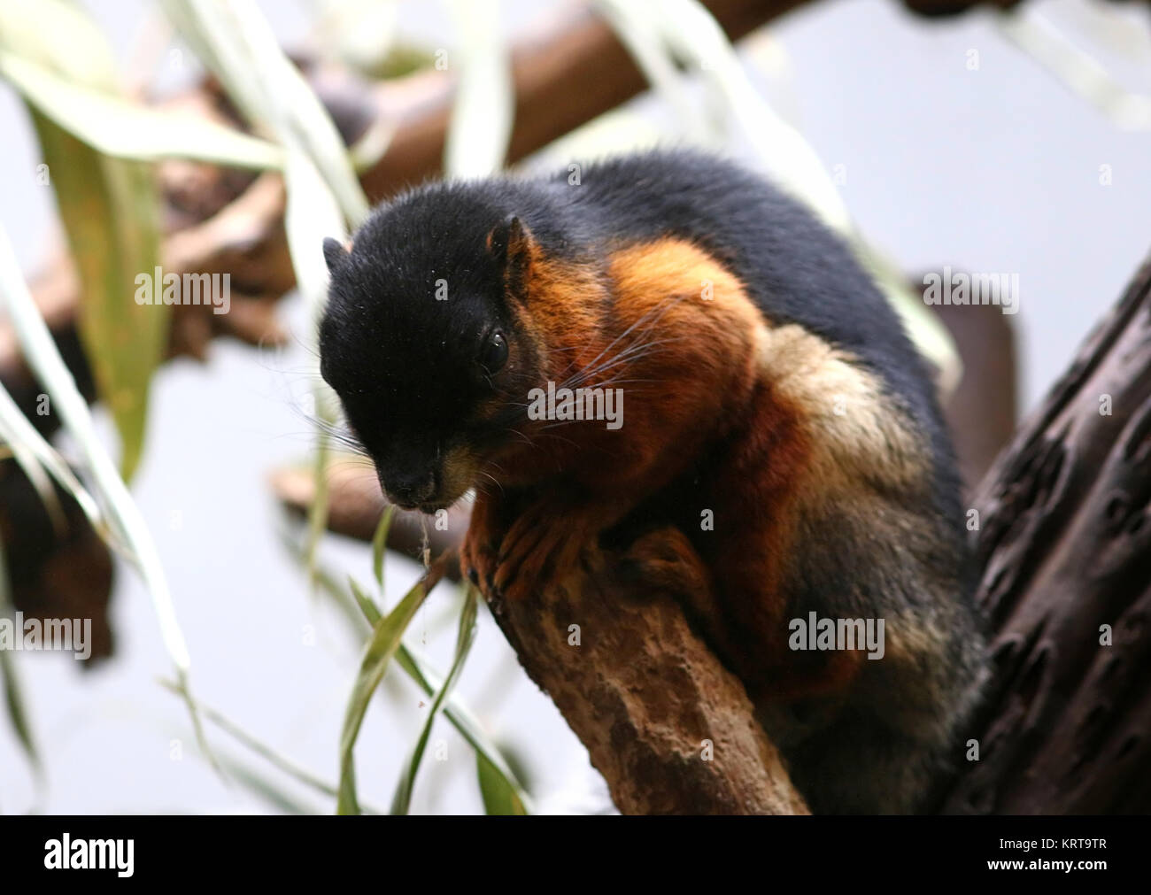 Prevost's squirrel (Callosciurus prevostii) a.k.a. Asian tri colored squirrel Stock Photo