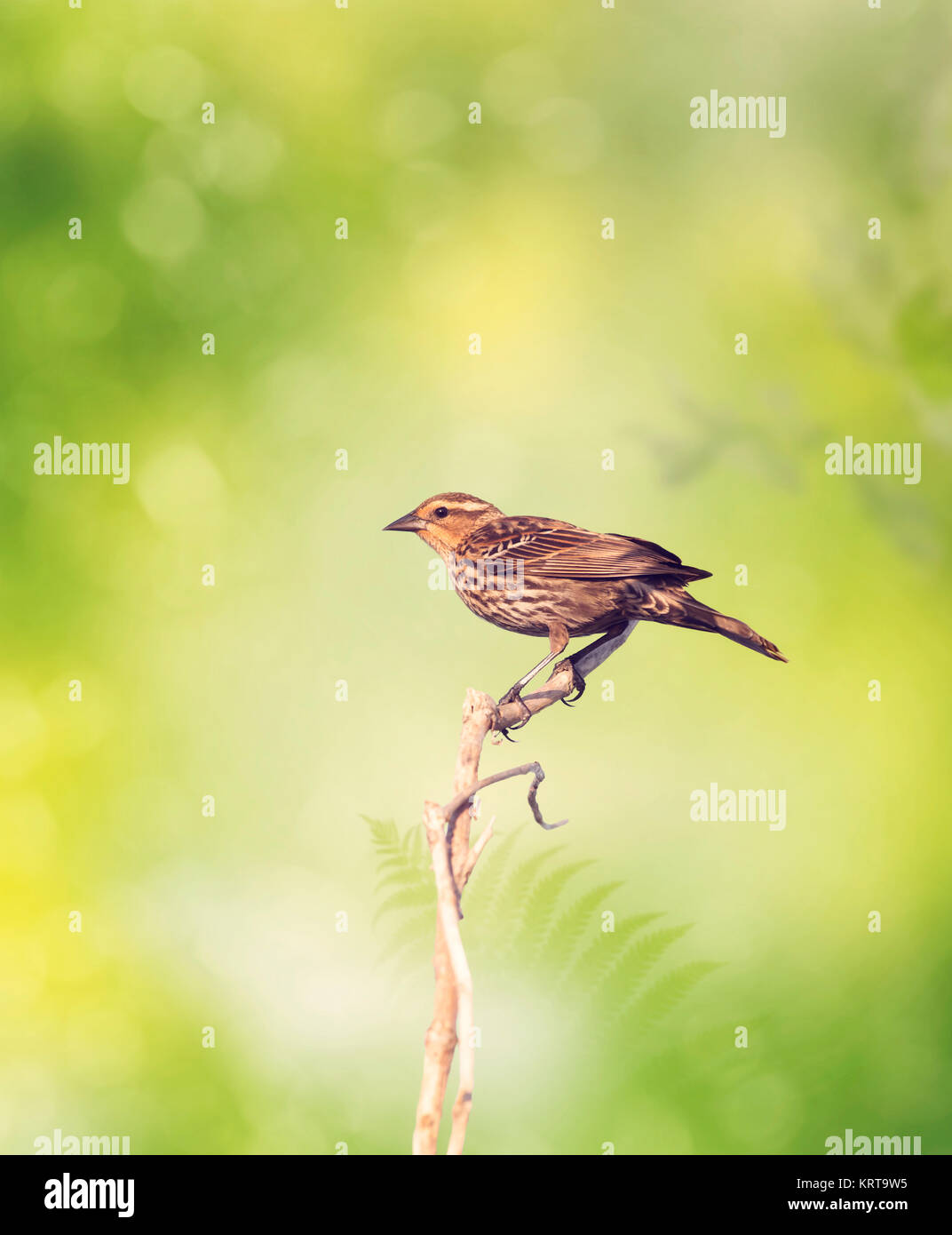 Brown Bird Perches on a Branch Stock Photo - Alamy
