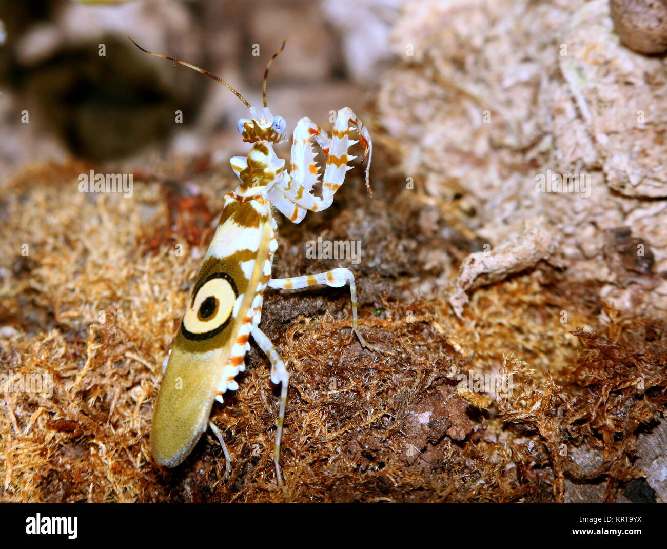 East African Spiny flower mantis (Pseudocreobotra wahlbergi) walking Stock Photo