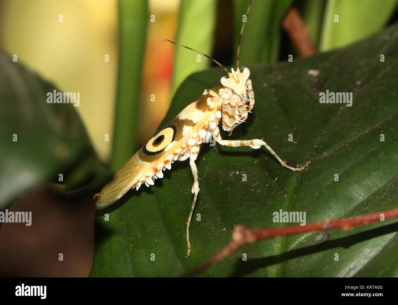 East African Spiny flower mantis (Pseudocreobotra wahlbergi) walking Stock Photo