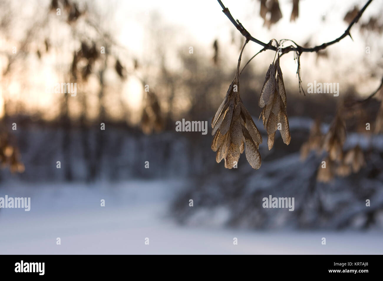 ashtree seed 1 Stock Photo Alamy